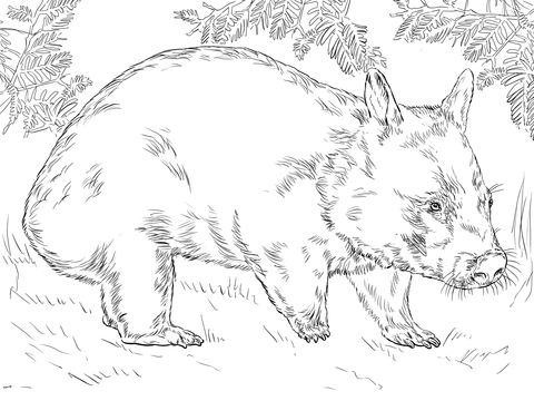 Hairy Nose Wombat Coloring Page